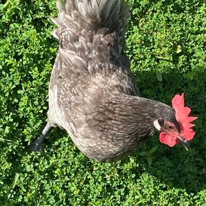 Meet your Posher, Carrie